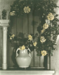Roses in a vase, photograph by Jane Reece